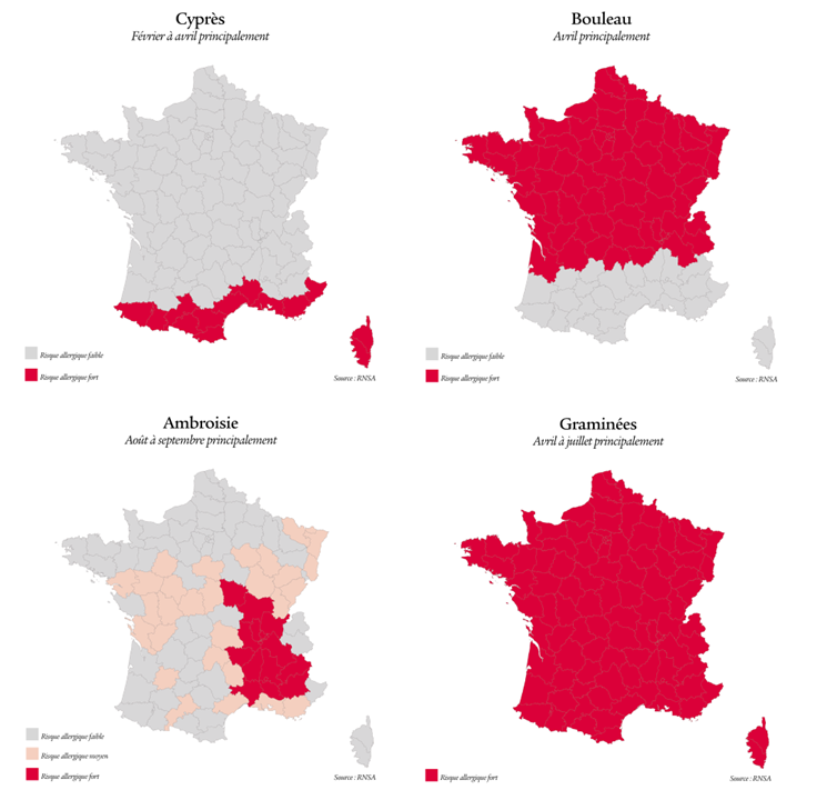 Cartes des zones de France les plus touchées selon 4  principaux pollens allergènes : cyprès de février à avril dans le sud et en Corse ; le bouleau en avril dans les deux tiers nord  de la France ;  les graminées d'avril à juillet dans toutes la France et en Corse ; l'ambroisie d'avril à septembre, principalement en Rhône-Alpes